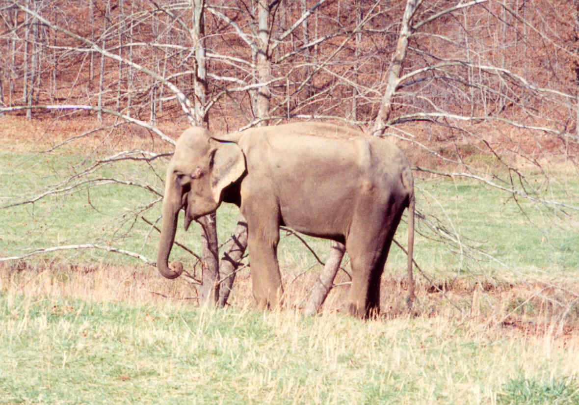 History The Elephant Sanctuary in Tennessee